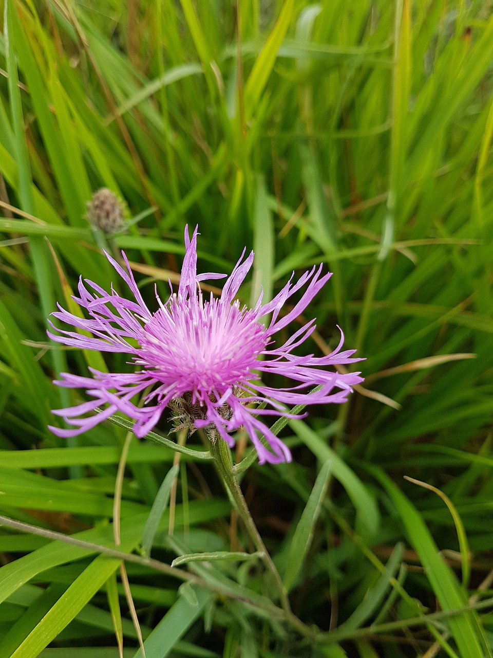 Mėlynieji, Gėlė, Gamta, Violetinė, Laukinės Gėlės, Nemokamos Nuotraukos,  Nemokama Licenzija