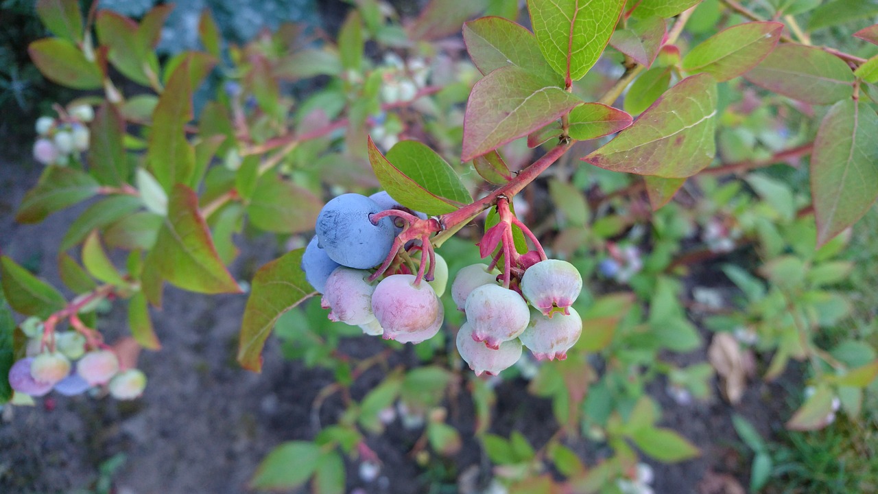 Mėlynių,  Mėlyna Huckleberry,  Uogos, Nemokamos Nuotraukos,  Nemokama Licenzija