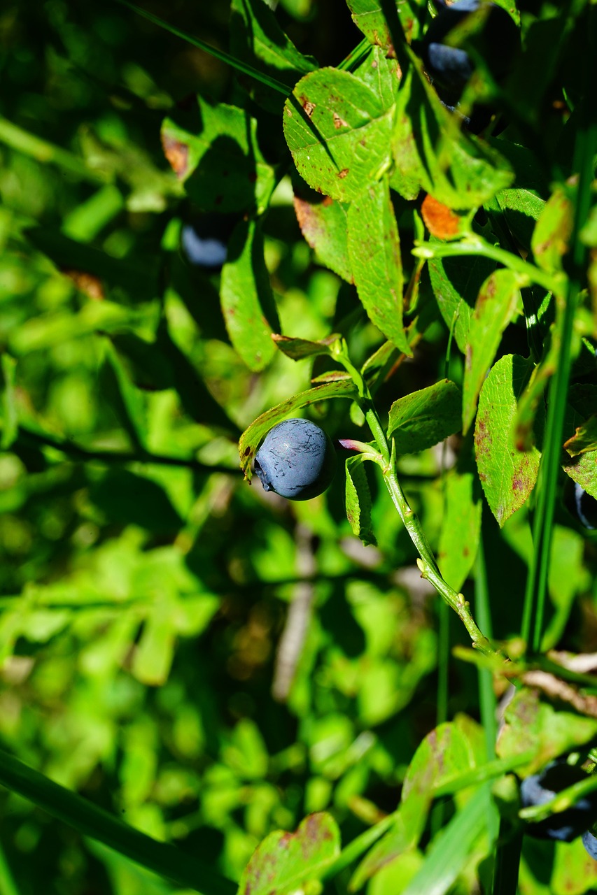 Mėlynių,  Uoga,  Vaisių,  Mėlyna,  Accinium Myrtillus,  Besing,  Juoda Uogų,  Moll Uogų,  Laukinė Uoga,  Bickbeere