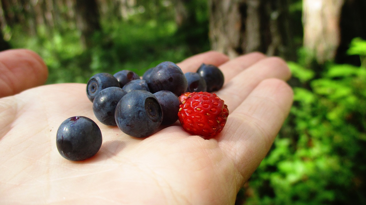 Mėlynių,  Braškių,  Uoga,  Miškas,  Kolekcija,  Mitybos,  Vitaminai,  Pobūdį,  Sveikata,  Bio