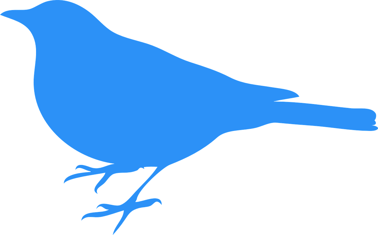 Mėlynas Paukštis, Paukštis, Gyvūnas, Mėlynas, Laukinė Gamta, Ornitologija, Twitter, Žvirblis, Rūšis, Uodega
