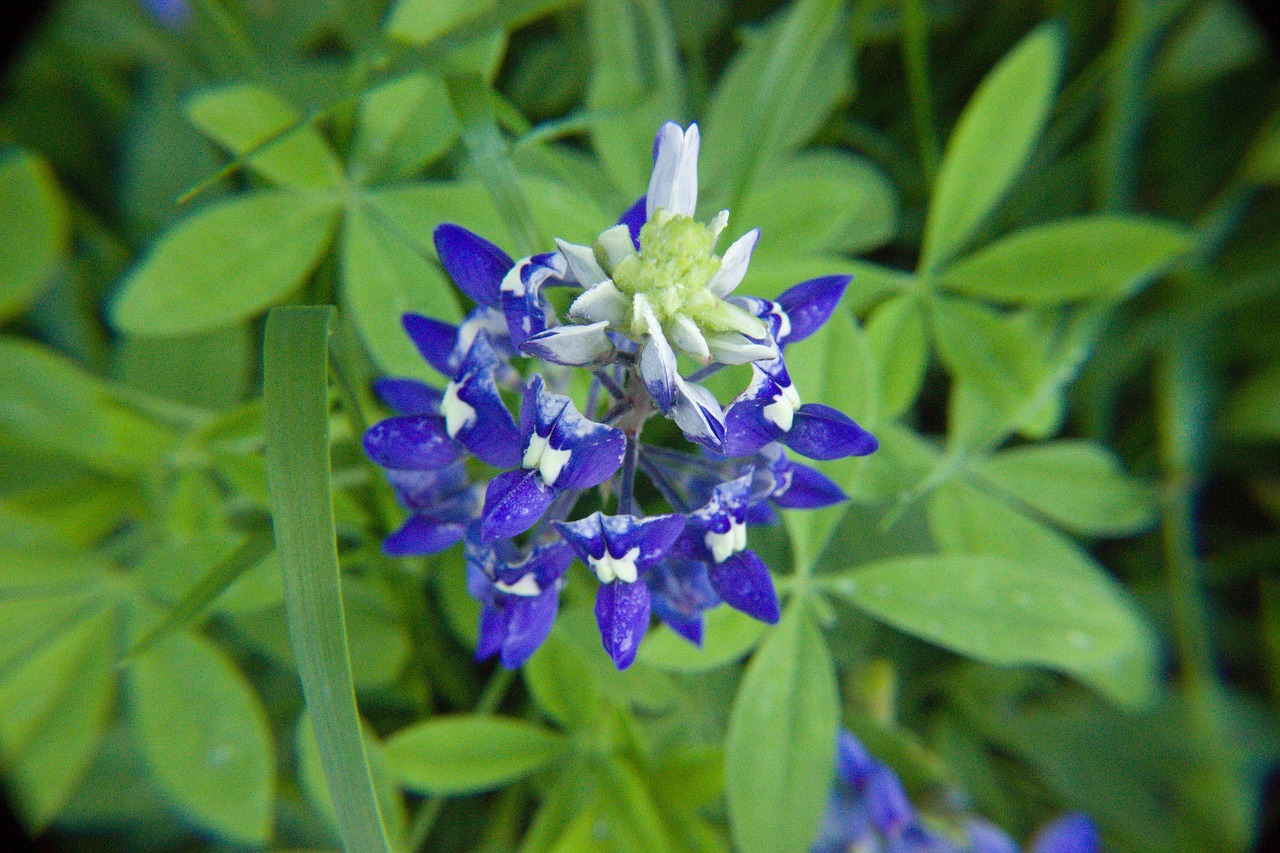 Bluebonnet, Wildflower, Texas, Pavasaris, Žalias, Mėlynas, Gėlė, Gamta, Sezonas, Augalas