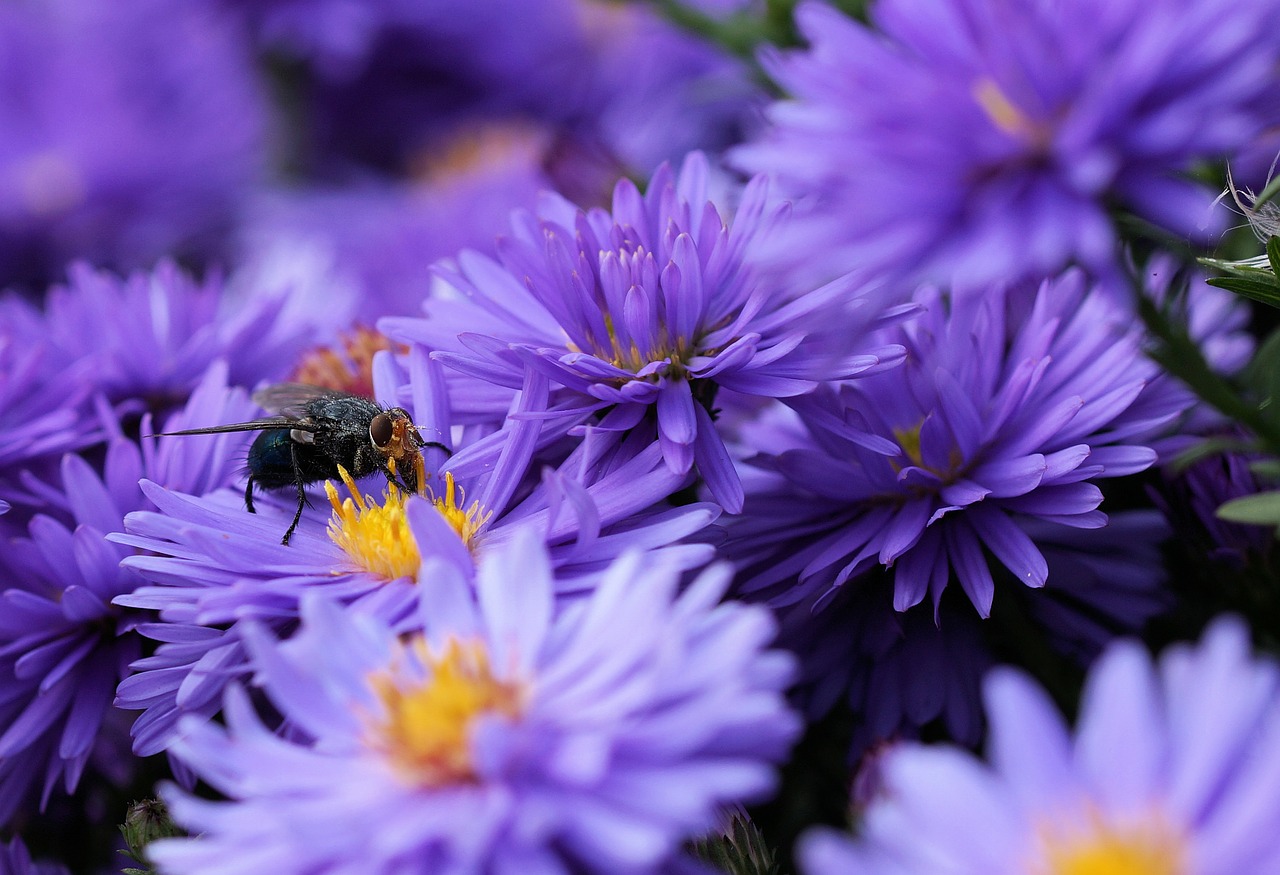 Bluebottle, Gėlė, Žiedadulkės, Vabzdys, Spalva, Violetinė, Mėlynas, Oranžinė, Nemokamos Nuotraukos,  Nemokama Licenzija