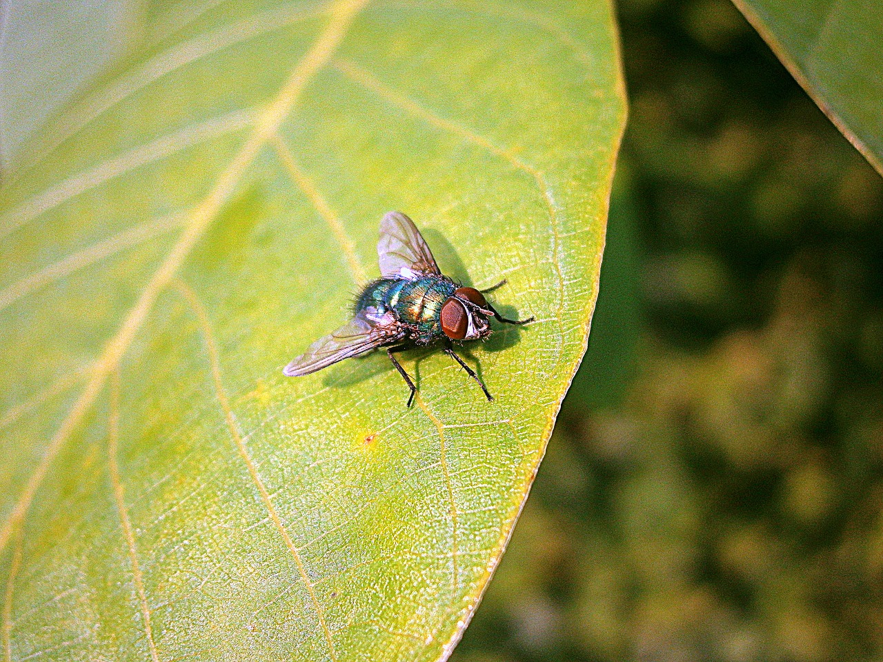 Bluebottle, Skristi, Vabzdys, Kaligrafos, Gyvūnas, Diptera, Sparnas, Gamta, Uždaryti, Makro