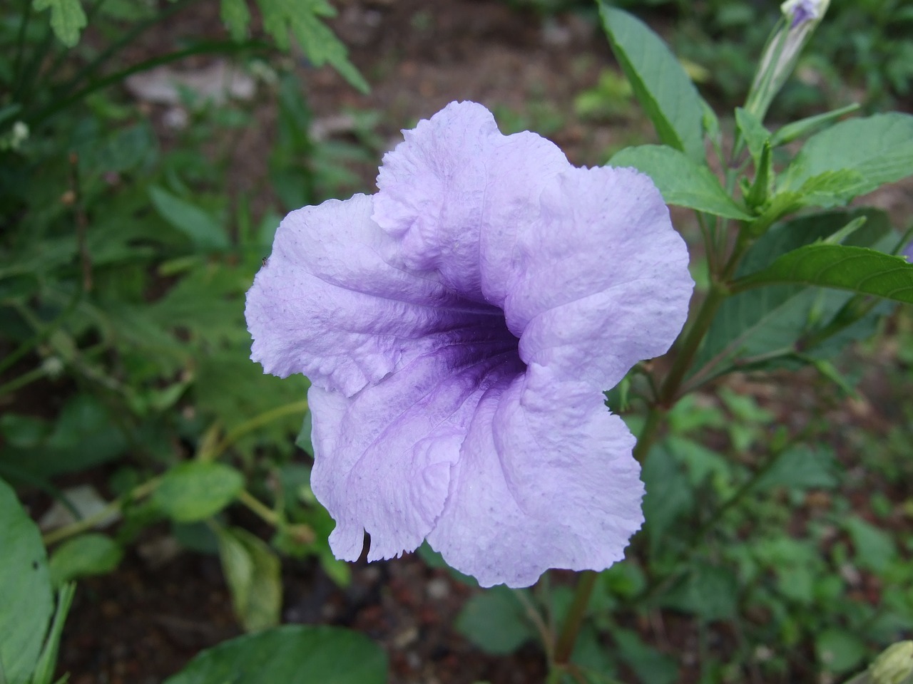 Blueflower, Glorymorning, Wildflower, Nemokamos Nuotraukos,  Nemokama Licenzija