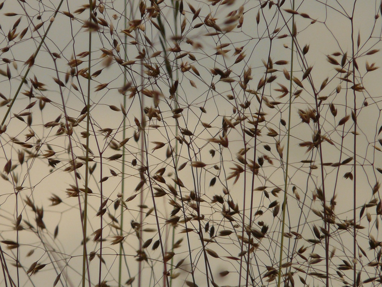 Bluegrass, Žolė, Pieva, Vasara, Atgal Šviesa, Closeups, Makro, Nemokamos Nuotraukos,  Nemokama Licenzija