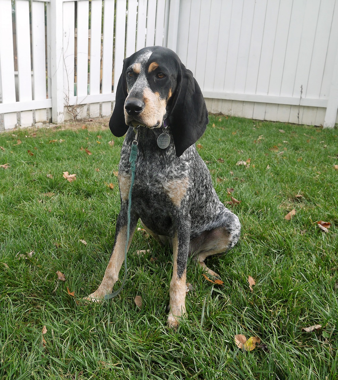 Bluetick Coonhound, Šuo, Bluetick, Veislė, Šunys, Coonhound, Grynakraujis, Naminis Gyvūnėlis, Gyvūnas, Nemokamos Nuotraukos