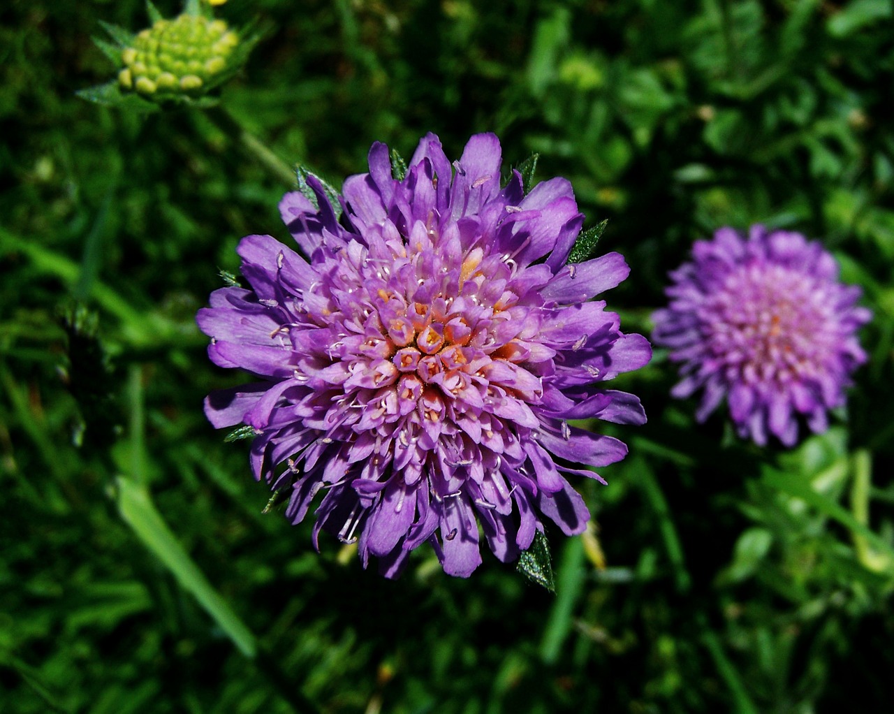 Mėlyna Violetinė Gėlių Pieva,  Wildflower,  Gamta, Nemokamos Nuotraukos,  Nemokama Licenzija