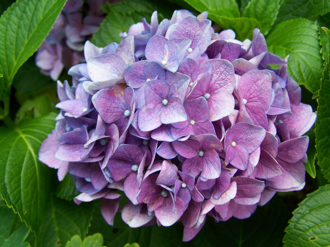 Mėlyna Violetinė Hortenzija, Sodas, Vasaros Gėlė, Nemokamos Nuotraukos,  Nemokama Licenzija