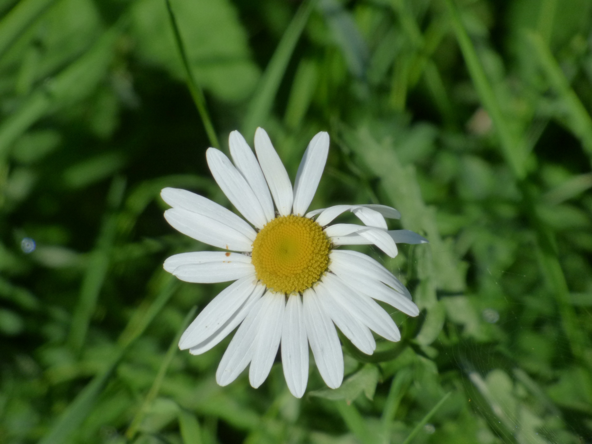 Gėlė,  Balta,  Augalas,  Flora,  Gėlių,  Gražus,  Gamta,  Kraštovaizdis,  Gėlė, Nemokamos Nuotraukos