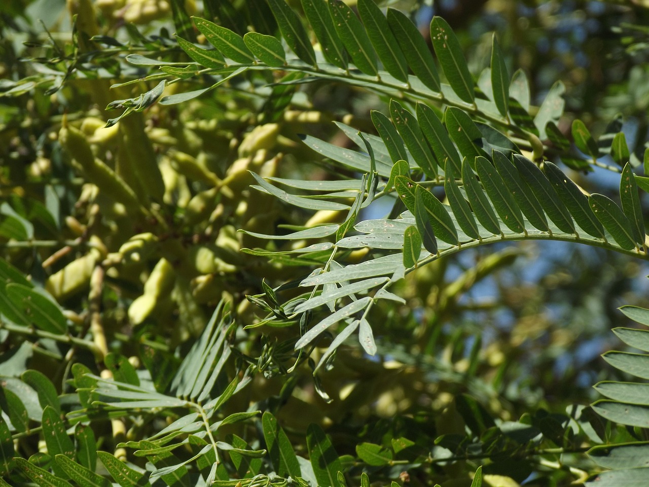 Acacia, Medis, Filialai, Gamta, Augalas, Lapai, Nemokamos Nuotraukos,  Nemokama Licenzija