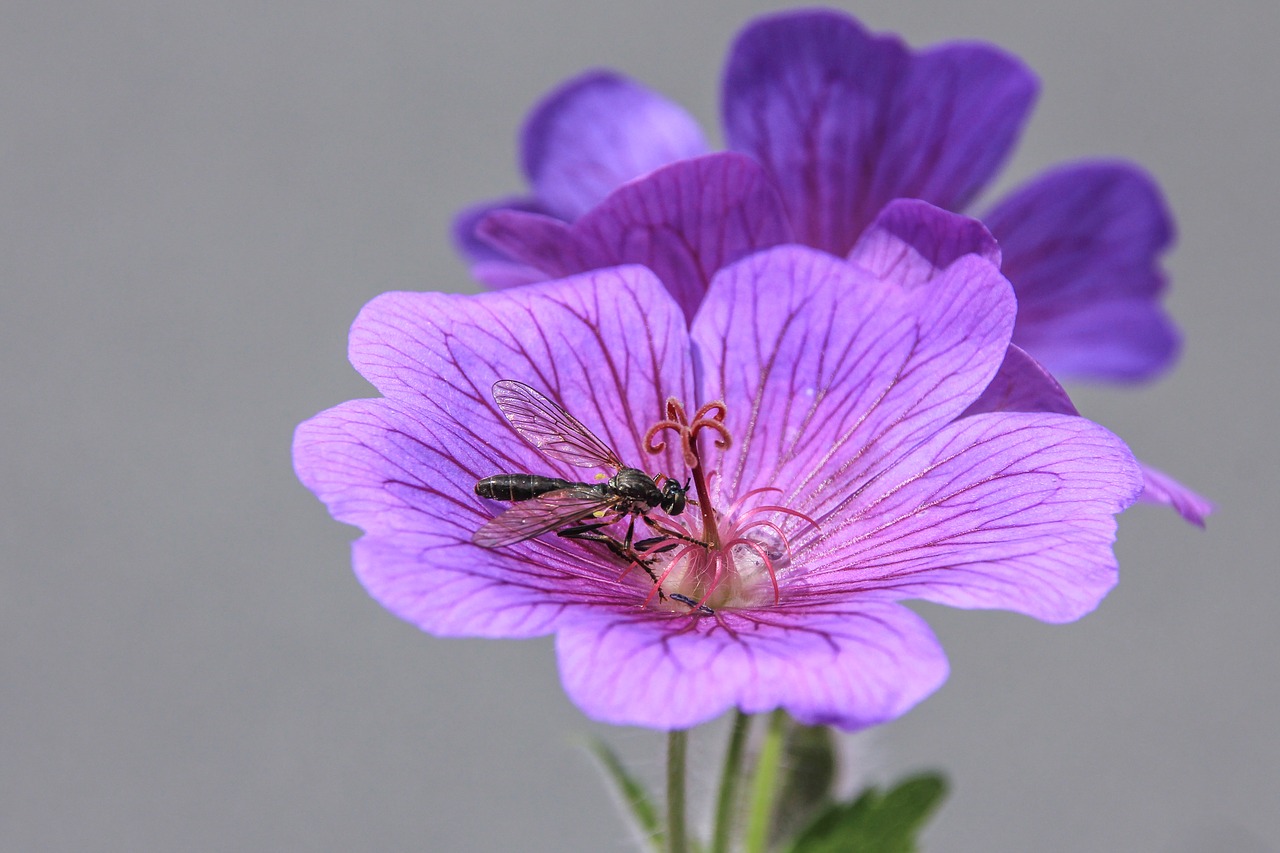 Blütenduo Su Vabzdžiais,  Gėlė,  Violetinė,  Violetinė,  Makro,  Gamta,  Augalas,  Švelnus,  Pavasaris,  Be Honoraro Mokesčio