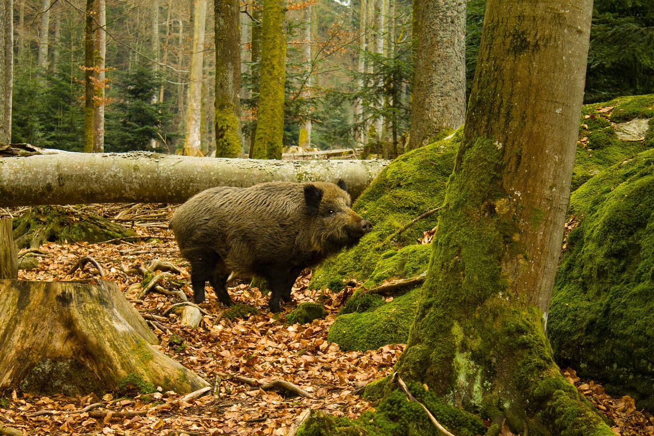 Šernas, Nacionalinis Parke Bayrischerwald, Gamta, Nemokamos Nuotraukos,  Nemokama Licenzija