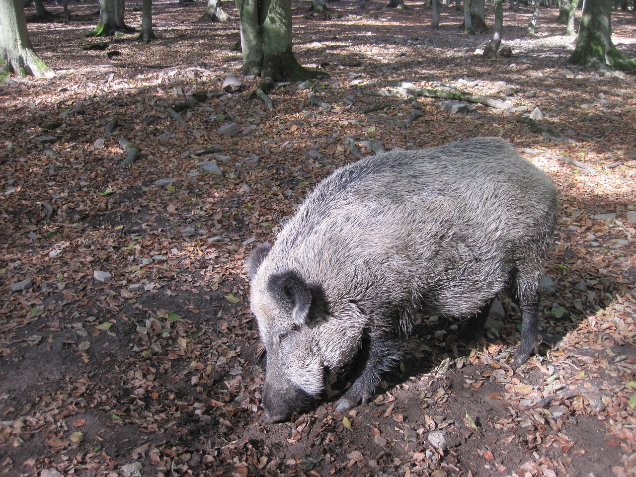 Šernas, Gamta, Miškas, Žinduolis, Įsišaknijimas, Saulė, Ruduo, Lapai, Nemokamos Nuotraukos,  Nemokama Licenzija