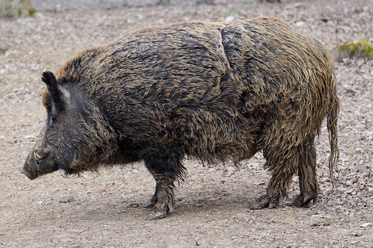 Šernas, Kiaulė, Sėti, Gamta, Gyvūnas, Parkas, Zoologijos Sodas, Sababurgo Pilis, Nemokamos Nuotraukos,  Nemokama Licenzija