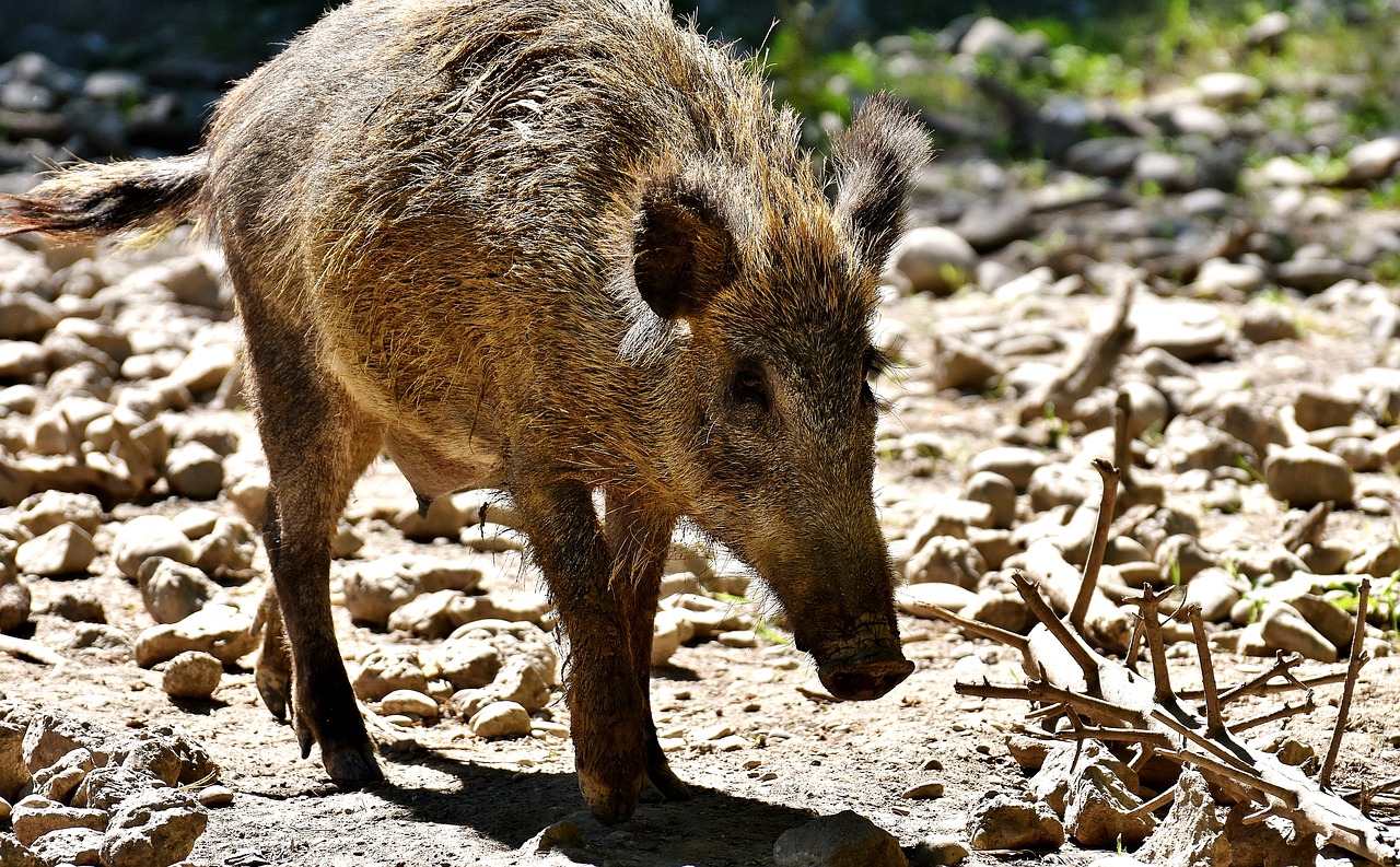 Šernas, Gyvūnas, Laukinis Gyvūnas, Gamta, Sėti, Šeriai, Miškas, Laukiniai, Padaras, Zoologijos Sodas