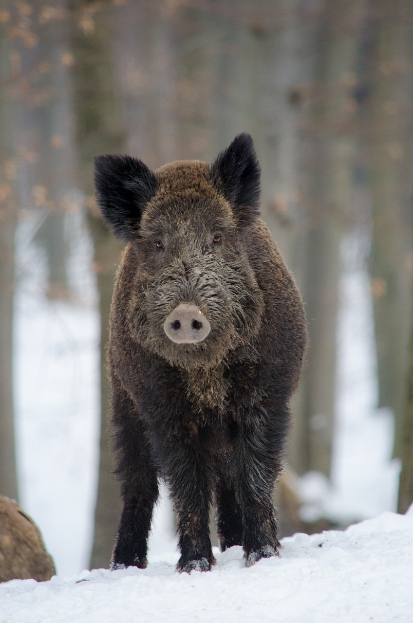 Šernas,  Gyvūnas,  Miškas,  Žinduolis,  Omnivore,  Medžiotojas,  Šeriai,  Hauer,  Sniegas,  Gyvūnų Pasaulis