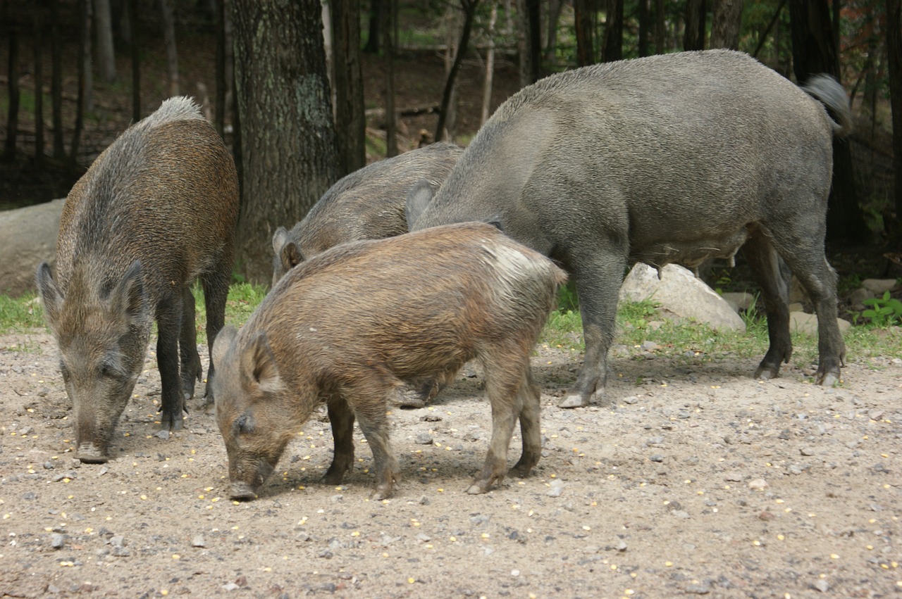 Šernas,  Gyvūnijos,  Kiaulių,  Gyvūnas,  Laukinių,  Žinduolis, Nemokamos Nuotraukos,  Nemokama Licenzija