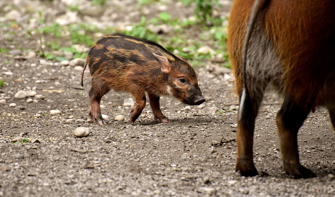 Šernas,  Jauna Gyvūnų,  Motinos Kiaulių,  Mielas,  Rūpestingas,  Gyvūnai,  Zoo,  Tierpark Hellabrunn, Nemokamos Nuotraukos,  Nemokama Licenzija