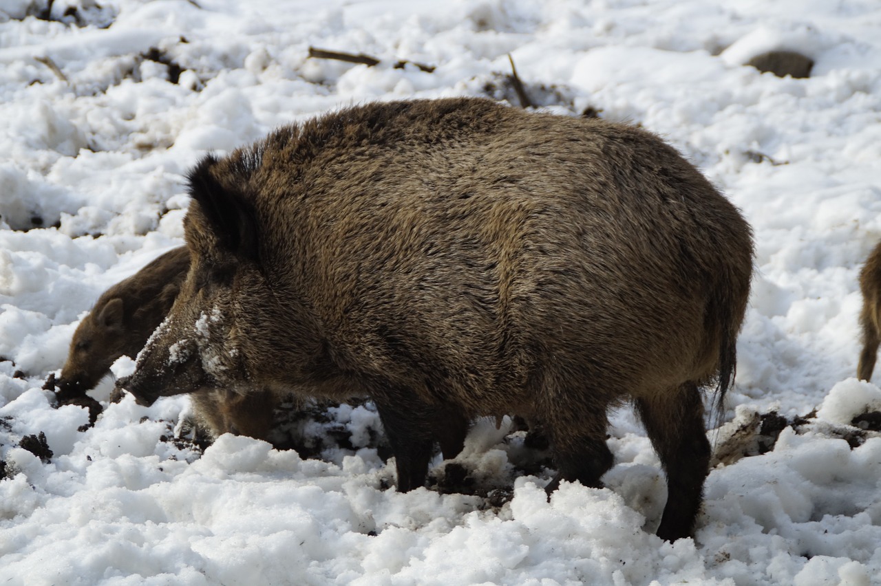 Šernas, Šernas, Kiaulė, Miškas, Elnių Parkas, Bache, Laukinio Gyvenimo Parkas, Gyvūnas, Motina, Šeriai