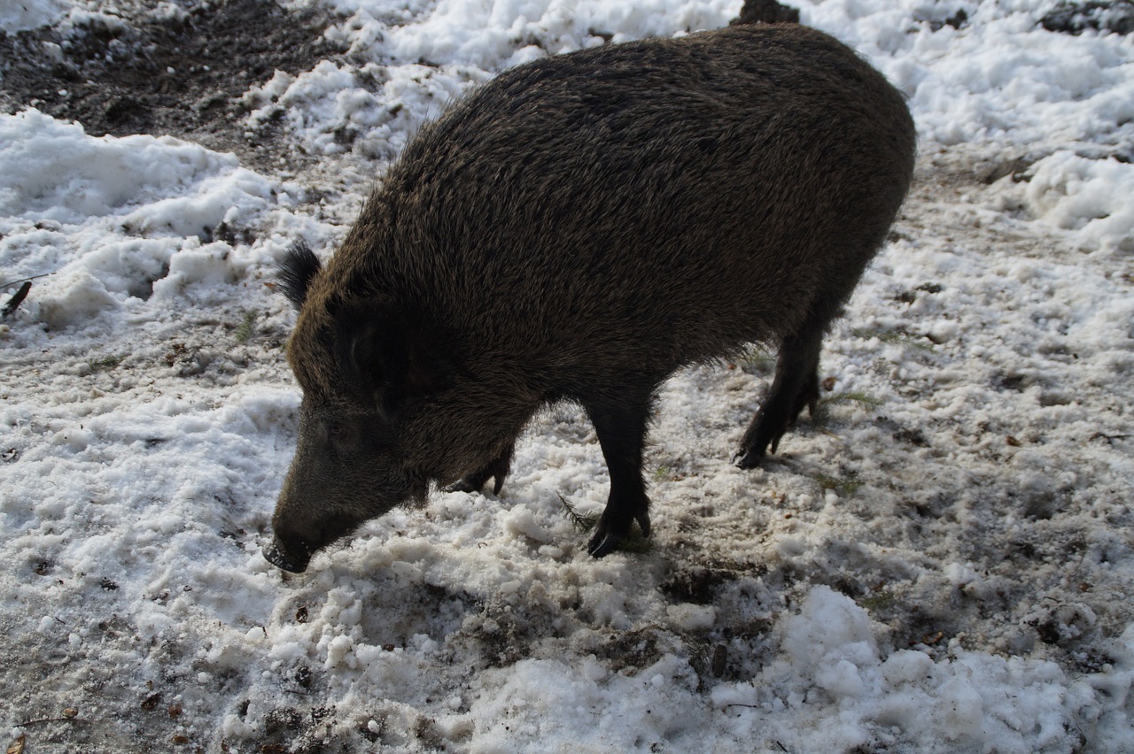 Šernas, Šernas, Kiaulė, Miškas, Elnių Parkas, Bache, Laukinio Gyvenimo Parkas, Gyvūnas, Motina, Šeriai