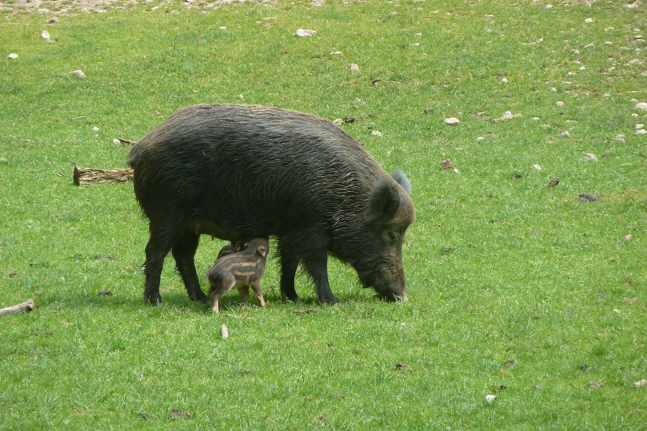 Šernas,  Bache,  Kiaulytė,  Šernas,  Čiulpti, Nemokamos Nuotraukos,  Nemokama Licenzija