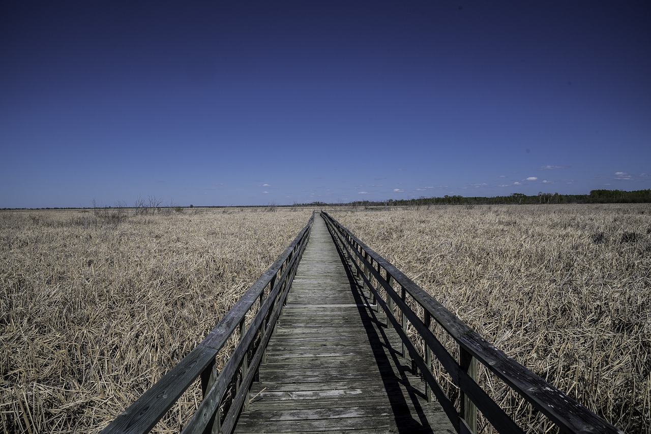 Boardwalk,  Takas,  Kraštovaizdis,  Peizažai,  Dangus,  Mediena,  Pelkė,  Pelkė, Nemokamos Nuotraukos,  Nemokama Licenzija