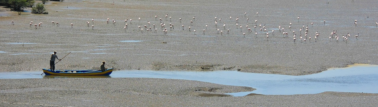 Valtis, Žvejybos Laivas, Flamingos, Paukščiai, Indija, Vanduo, Nemokamos Nuotraukos,  Nemokama Licenzija