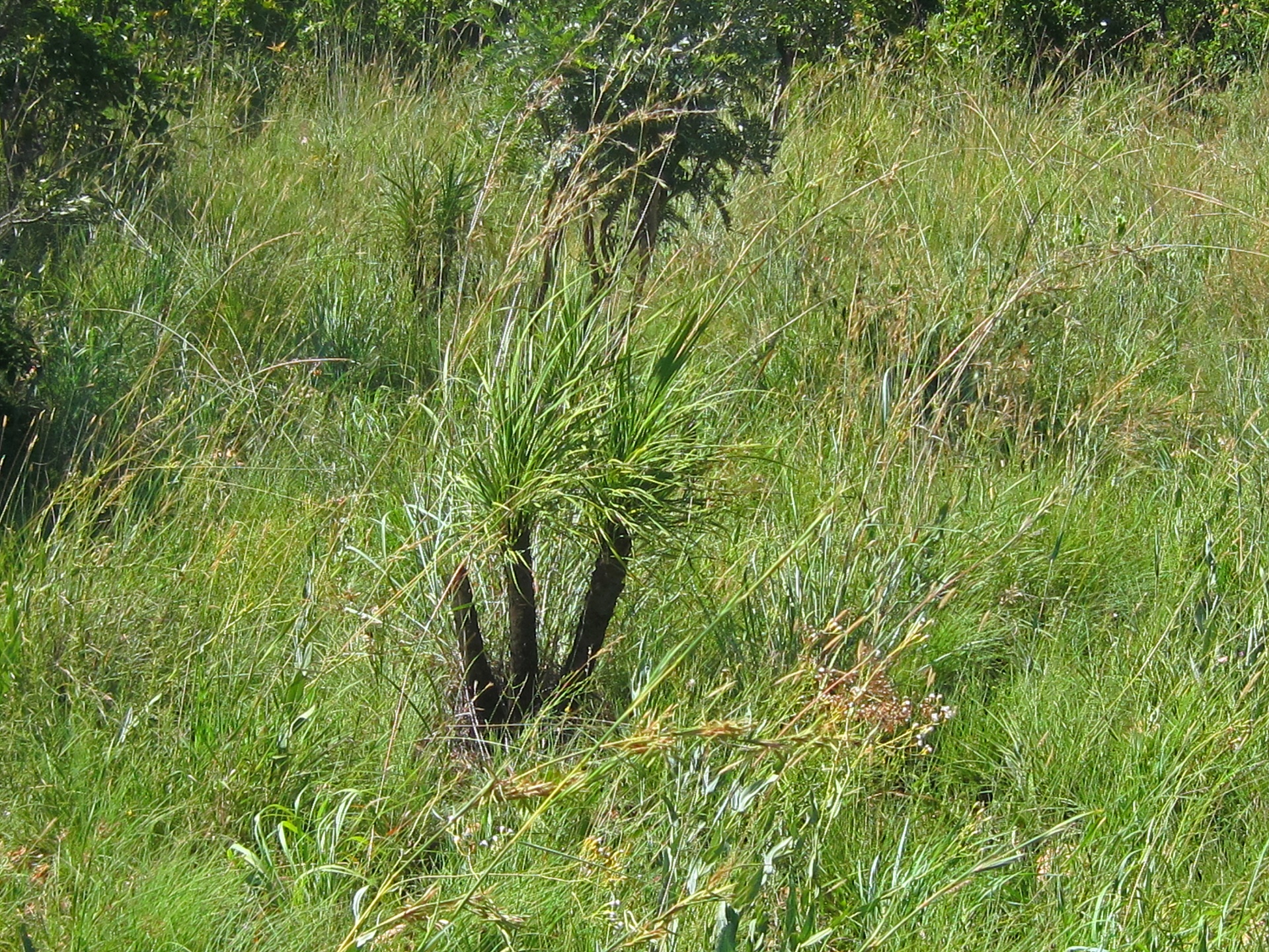 Augalas,  Laukiniai,  Vietiniai,  Pietų & Nbsp,  Afrikiečių,  Veld,  Gamta,  Stiebas,  Juoda,  Lapai