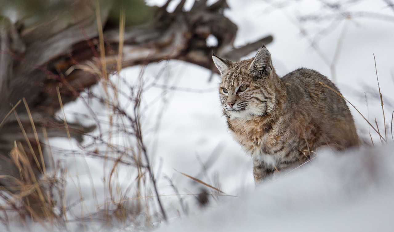 Bobcat, Lūšis, Sniegas, Laukinė Gamta, Plėšrūnas, Gamta, Lauke, Laukiniai, Portretas, Pasviręs