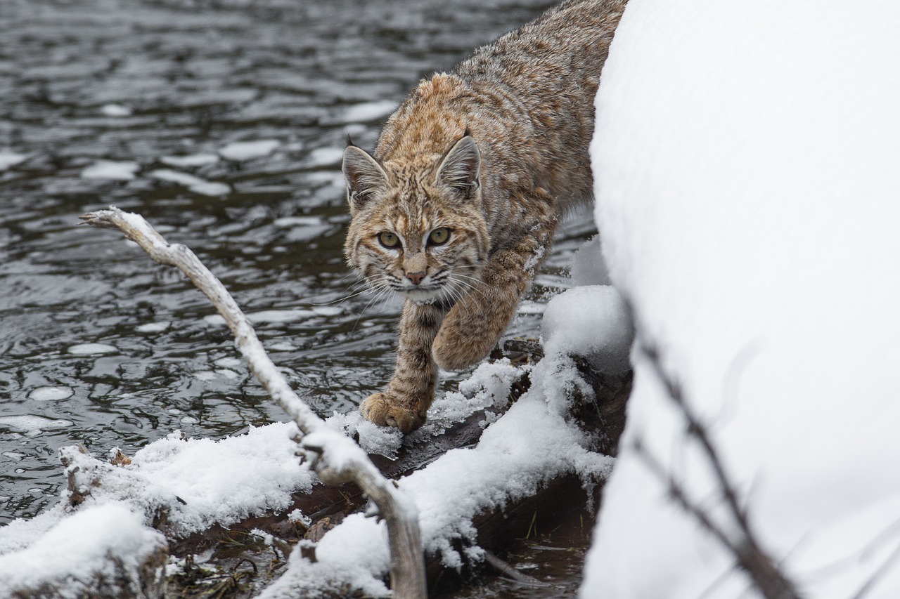 Bobcat, Lūšis, Sniegas, Laukinė Gamta, Plėšrūnas, Gamta, Lauke, Laukiniai, Portretas, Pasviręs