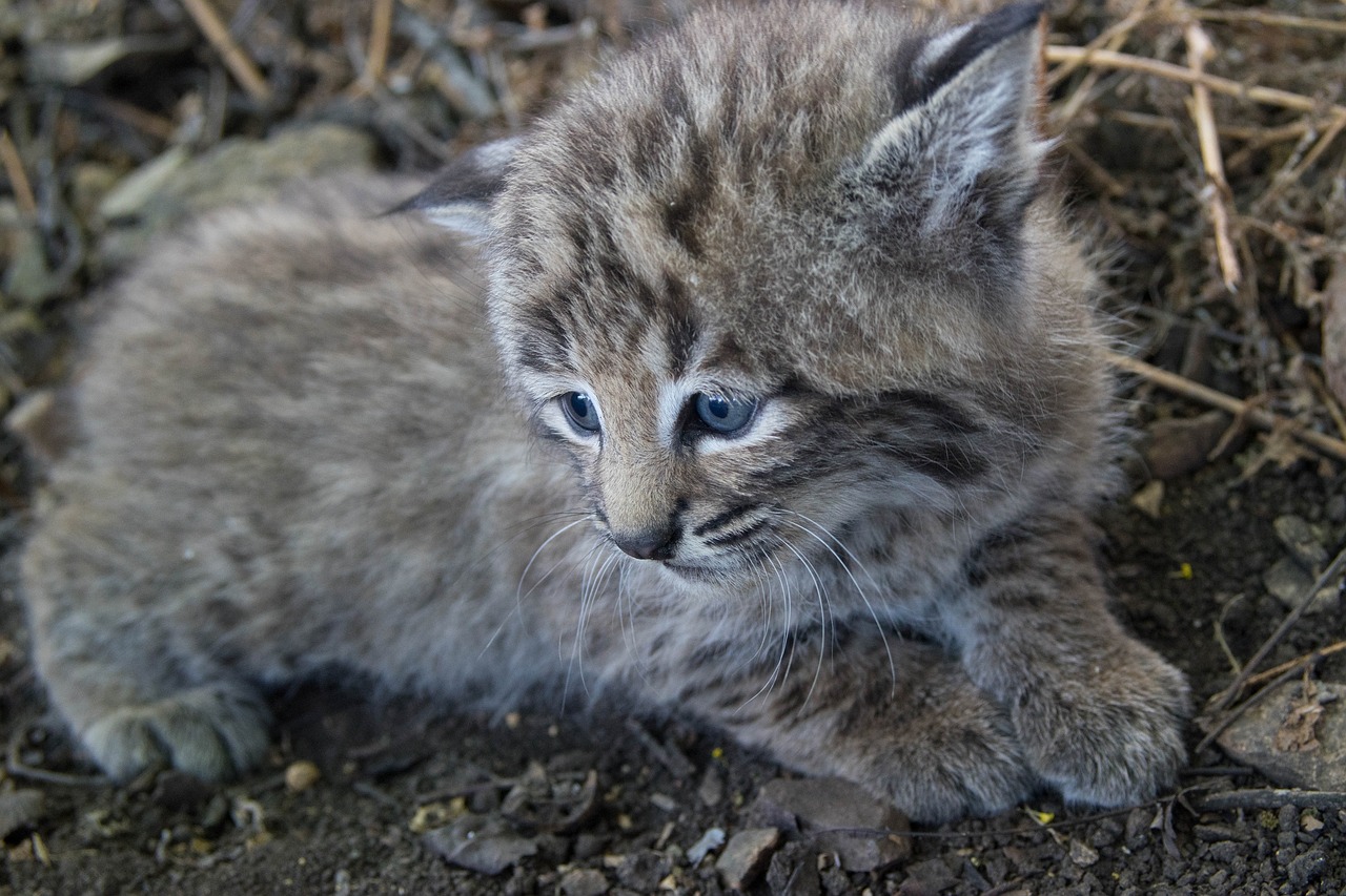 Bobcat, Kačiukas, Jaunas, Lūšis, Laukinė Gamta, Plėšrūnas, Gamta, Lauke, Laukiniai, Portretas