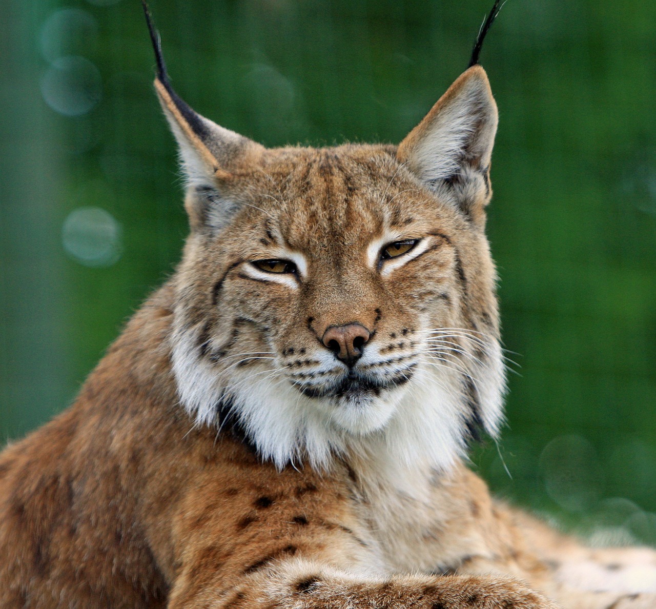 Bobcat, Lūšis, Didelė Katė, Kačių, Laukinė Gamta, Gyvūnas, Gamta, Lauke, Galva, Portretas