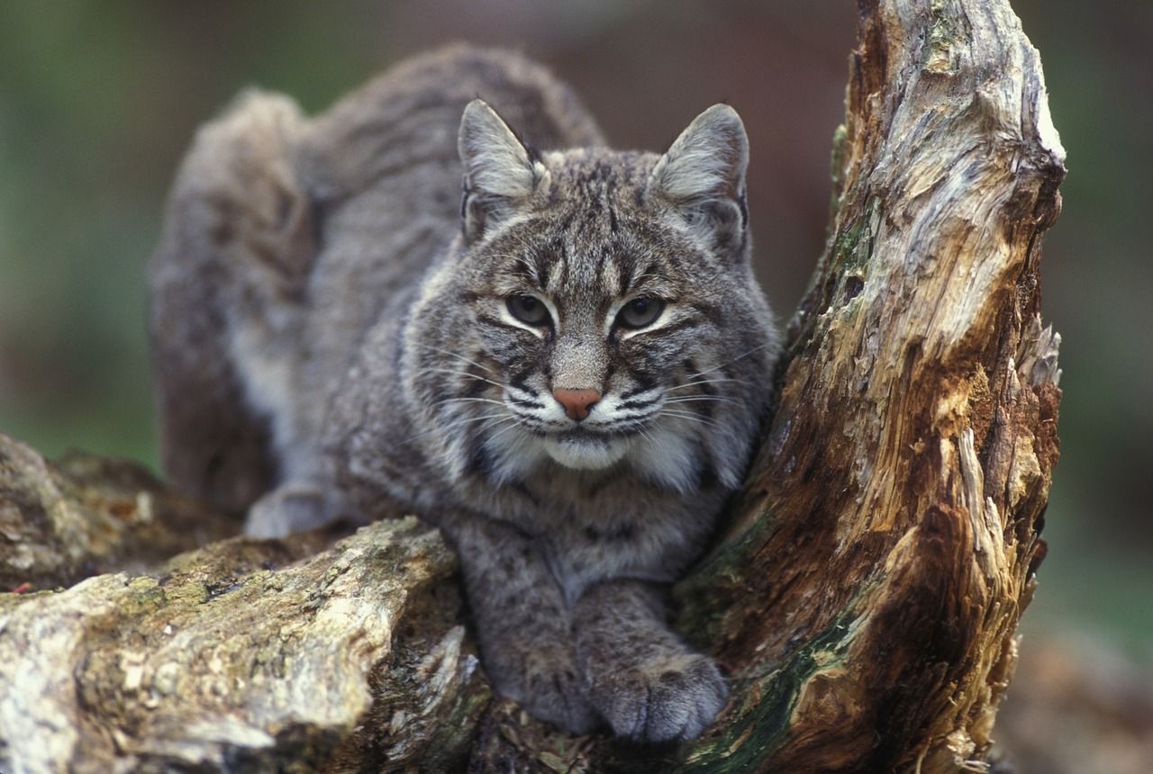 Bobcat, Laukinė Gamta, Plėšrūnas, Gamta, Lauke, Lūšis, Laukiniai, Portretas, Pasviręs, Didelė Katė