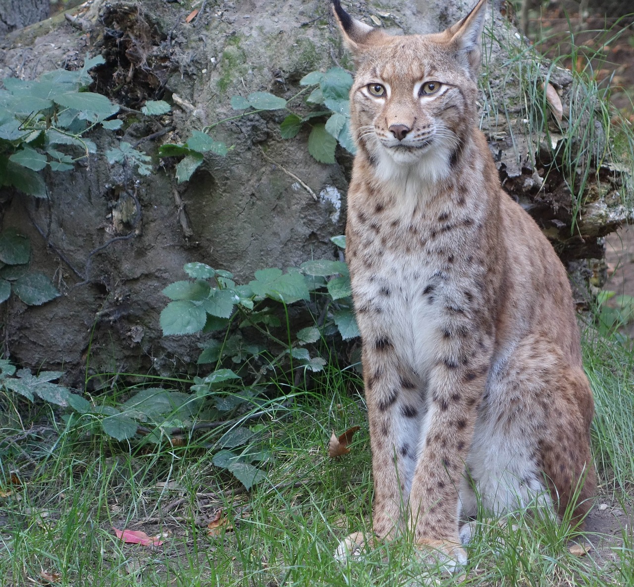 Bobcat, Lūšis, Laukinė Gamta, Plėšrūnas, Gamta, Lauke, Laukiniai, Portretas, Sėdi, Didelė Katė