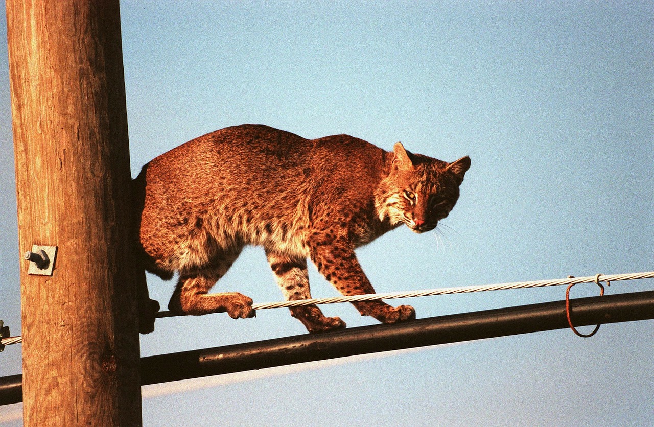 Bobcat, Kačių, Jėgos Linija, Viela, Dangus, Debesys, Gamta, Lauke, Iš Arti, Nemokamos Nuotraukos