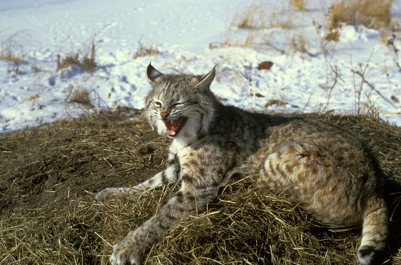 Bobcat, Kačių, Laukinė Gamta, Gamta, Didelė Katė, Lūšis, Sniegas, Žiema, Laukiniai, Žiūri