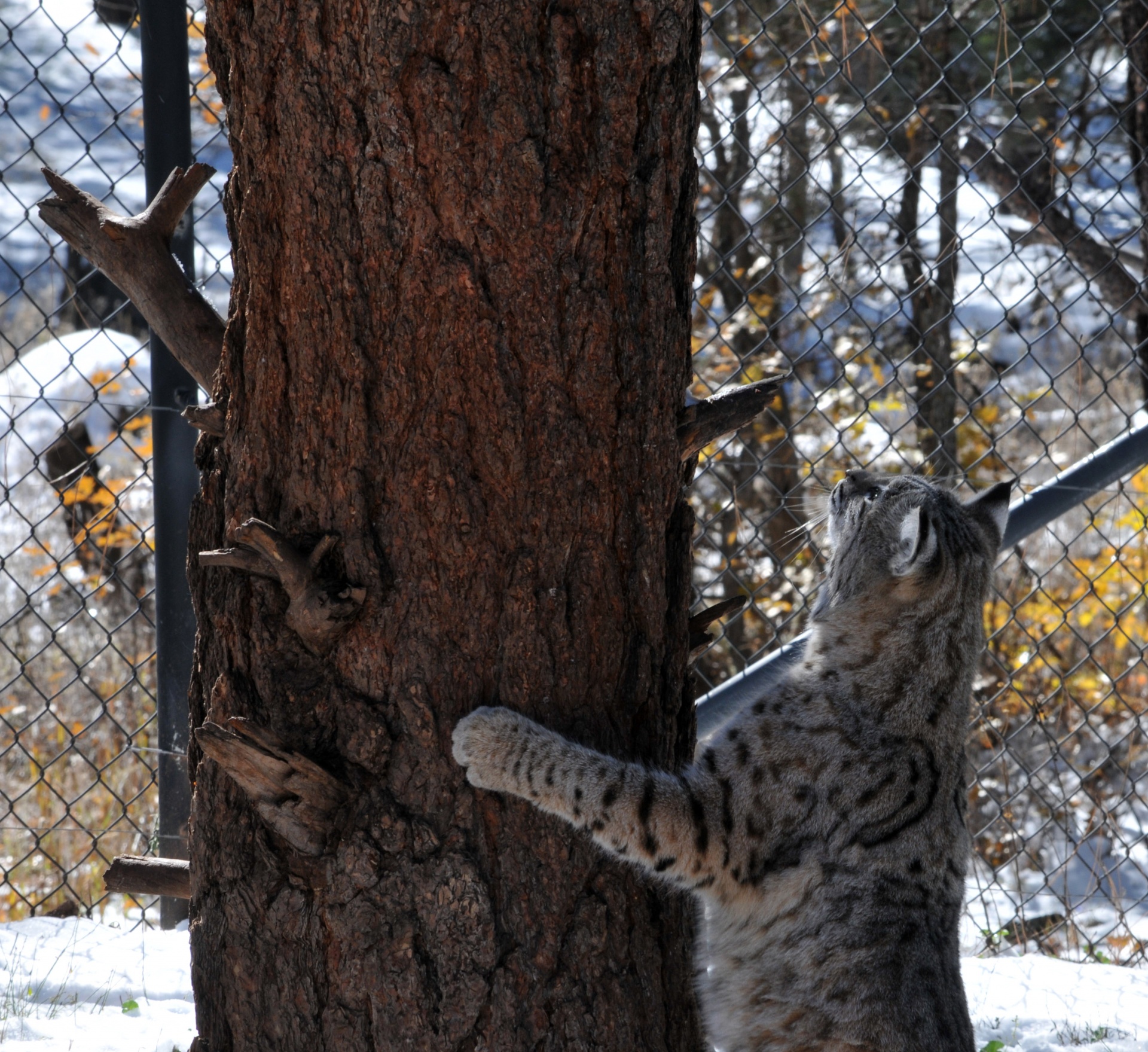 Bobcat,  Bobcats,  Katės,  Katė,  Didelis & Nbsp,  Katinas,  Medis,  Laukinis & Nbsp,  Gyvūnas,  Alpinizmas