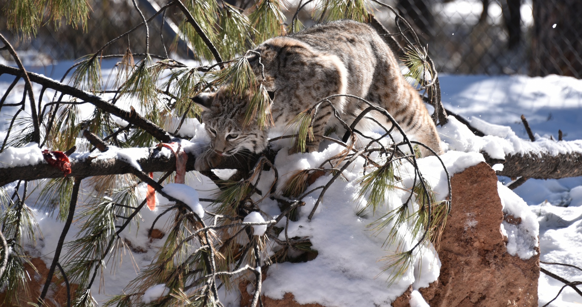 Bobcat,  Sniegas,  Sulaikymas,  Profilis,  Laukinė Gamta,  Filialas,  Bobcat Stalking, Nemokamos Nuotraukos,  Nemokama Licenzija