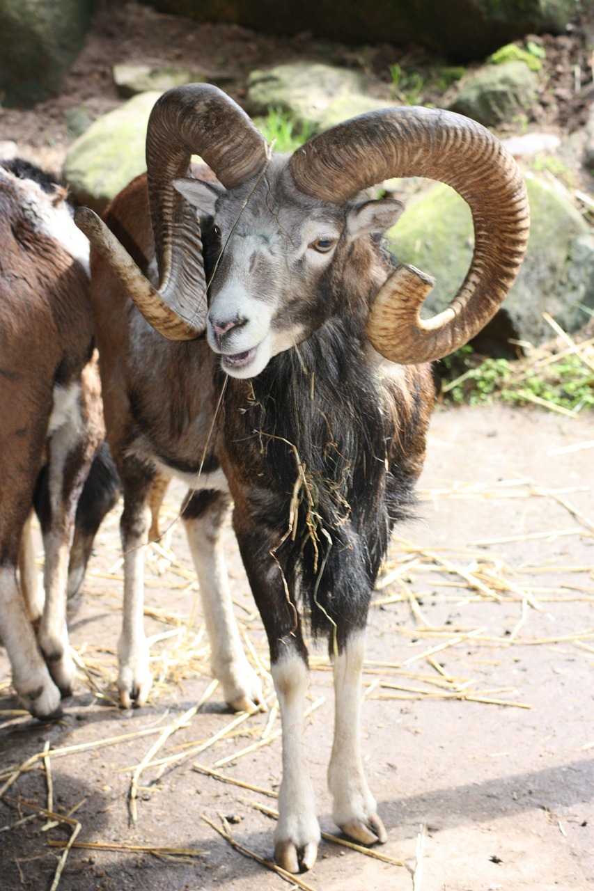 Bock, Gyvūnas, Gamta, Nemokamos Nuotraukos,  Nemokama Licenzija