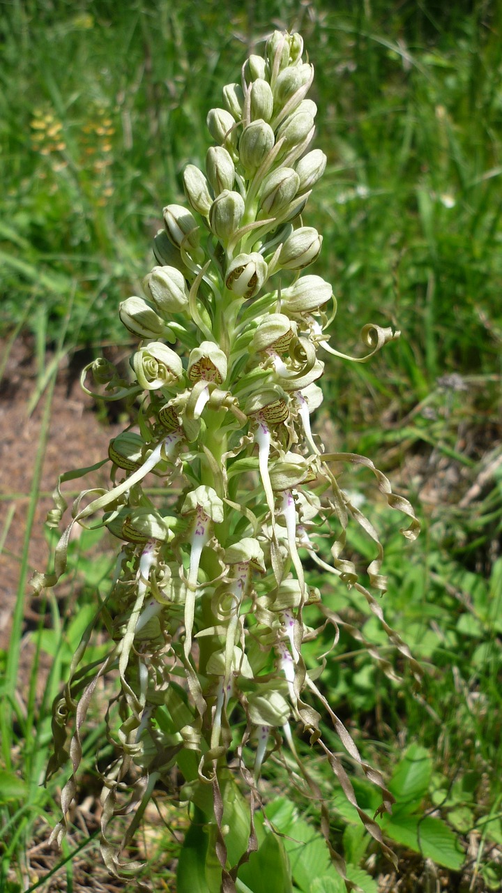 Sankabos - Diržo Liežuvis, Vokiečių Orchidėja, Retai, Myli Šilumą, Pranešta, Apsaugotas, Nemokamos Nuotraukos,  Nemokama Licenzija