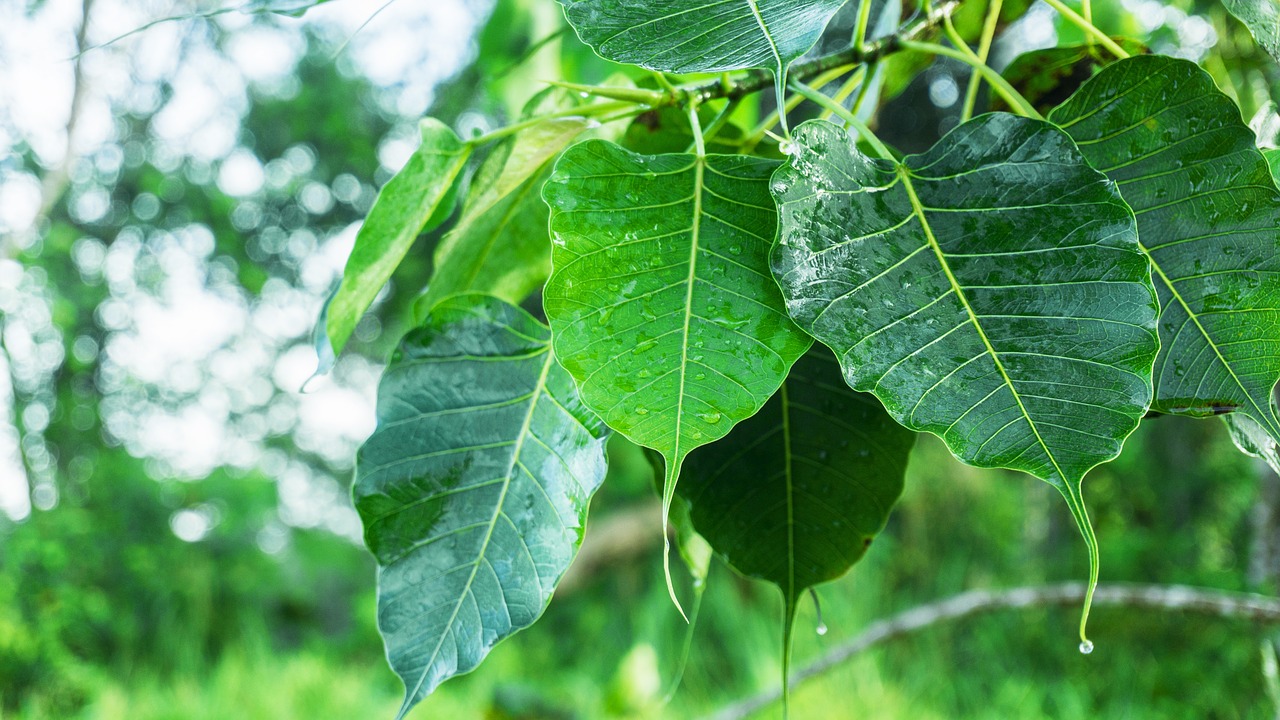 Bodhi Lapai, Lapių Rasymas, Rasa, Pabudimas Raudus, Bėga, Apšvietimas, Budizmas, Ficus Religiosa, Šventa Figūra, Šventas