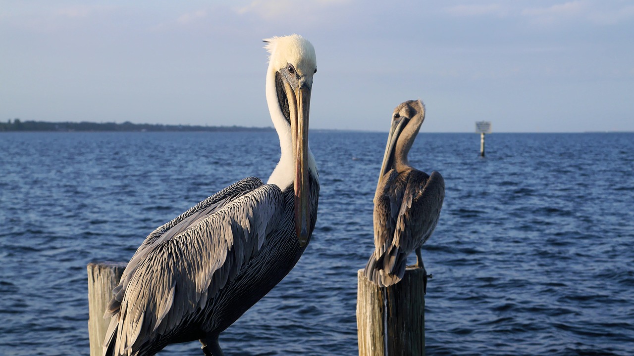 Vandens Telkinys, Jūra, Gamta, Pelican, Vandenynas, Kelionė, Paukštis, Vasara, Nemokamos Nuotraukos,  Nemokama Licenzija