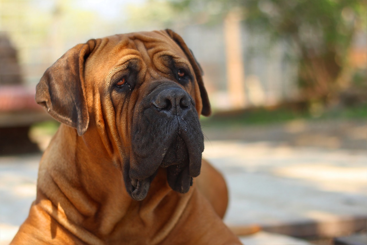 Boerboelis, Žemės Riešutų Buldogas, Šuo, Šuniukas, Mastifas, Gyvūnas, Žinduolis, Žvėrys, Nemokamos Nuotraukos,  Nemokama Licenzija