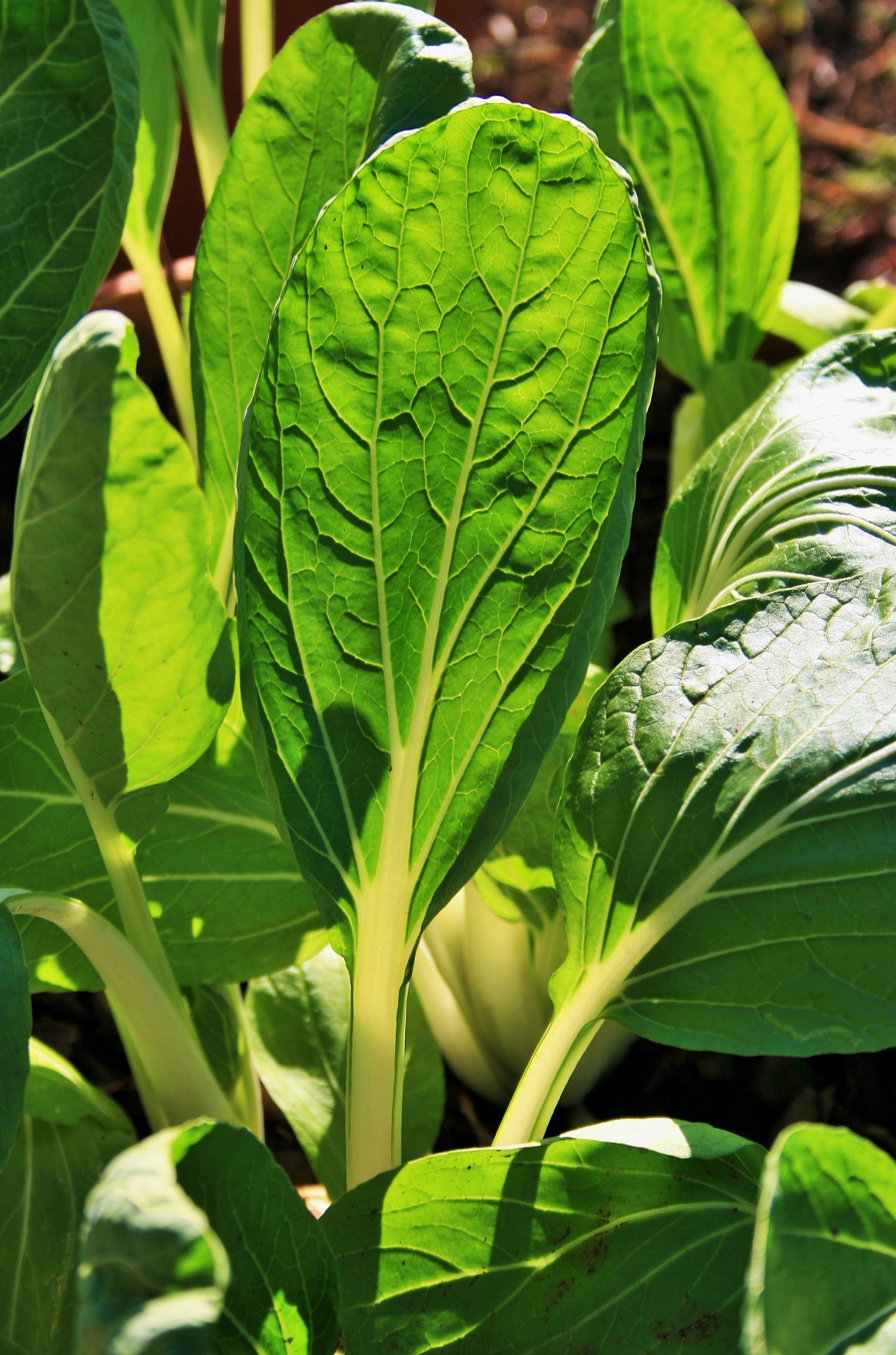 Lapai,  Apšvietimas,  Suplanuotas,  Veined,  Žalumos,  Maistas,  Sveikas,  Maistingas,  Bokchoy Lapai Su Šviesa, Nemokamos Nuotraukos