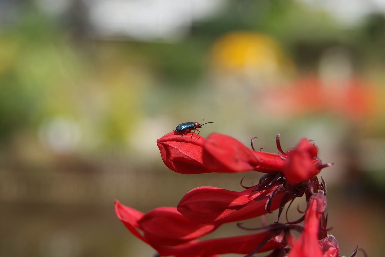 Bokeh, Gėlė, Klaida, Raudona, Gamta, Lauke, Vasara, Nemokamos Nuotraukos,  Nemokama Licenzija