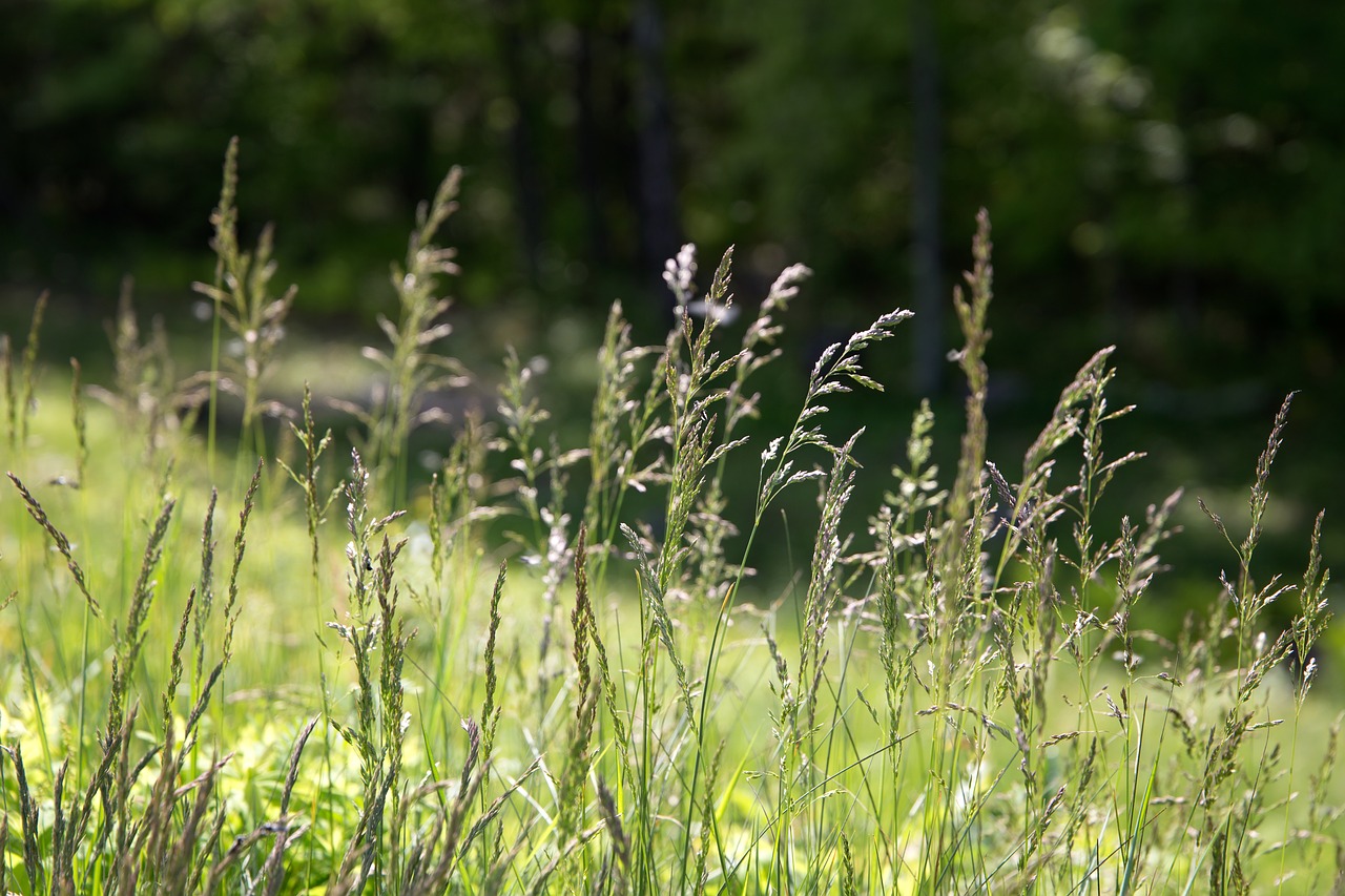 Bokeh, Žolė, Gamta, Medžiai, Nemokamos Nuotraukos,  Nemokama Licenzija