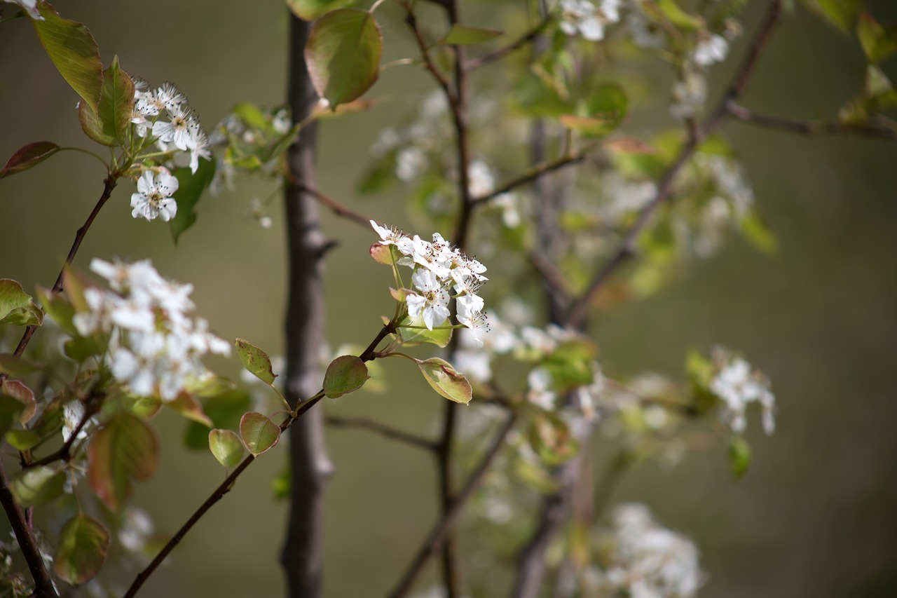 Bokeh, Gėlės, Lapai, Gamta, Vasara, Nemokamos Nuotraukos,  Nemokama Licenzija