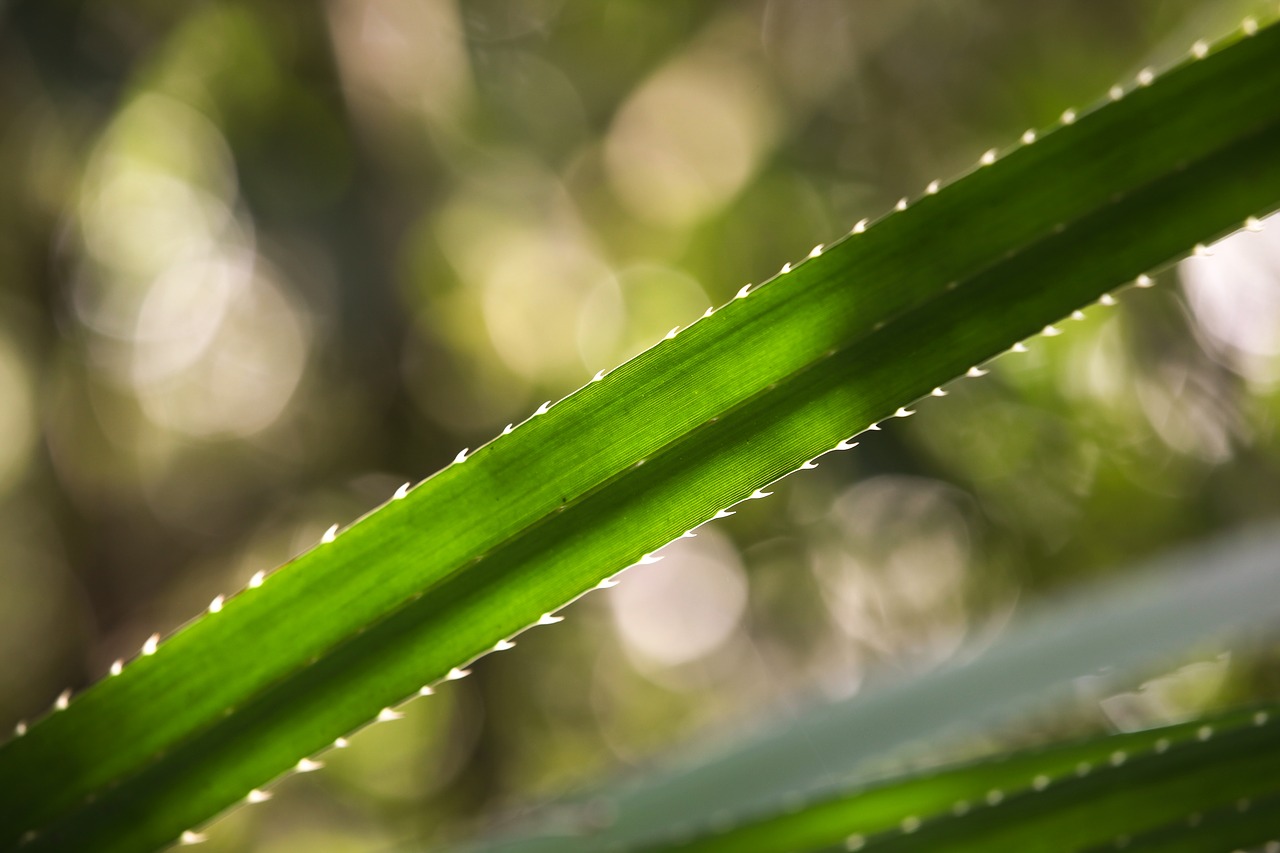 Bokeh, Lapai, Žalias, Augalas, Spiglys, Gamta, Pavasaris, Vasara, Augimas, Gėlių