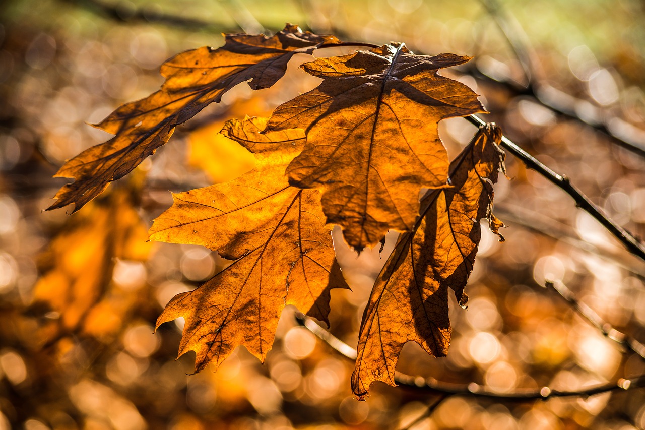 Bokeh, Šviesa, Saulės Šviesa, Kritimas, Ruduo, Lapai, Rudens Lapai, Grožis, Nemokamos Nuotraukos,  Nemokama Licenzija